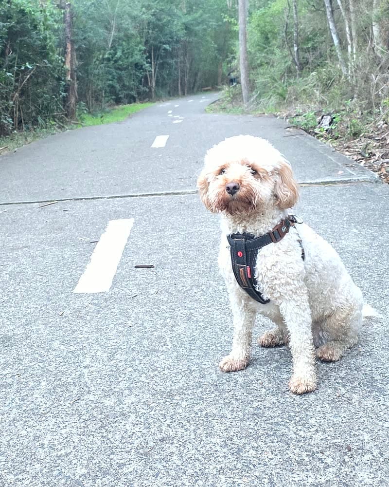 Hugo — On the trail
